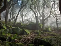 The Fall of Greenwood