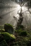 Lothlórien
