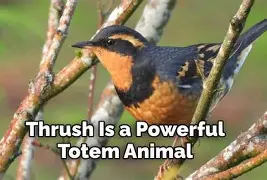 Thrush bird nesting in a tree