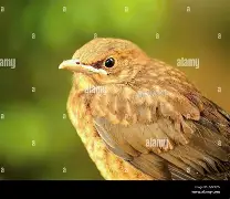 Thrush bird and Bilbo Baggins