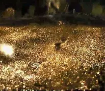 Gold Bars