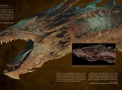 Anatomy of dragons